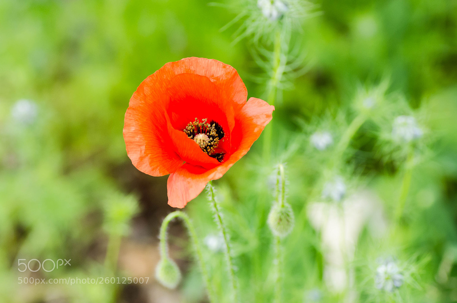 Nikon D7000 sample photo. Coquelicot dans mon jardin photography