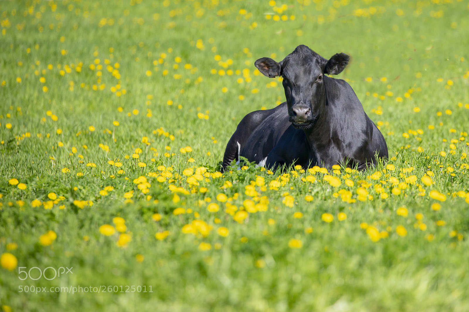 Canon EOS 5D Mark IV sample photo. Cow in pasture photography