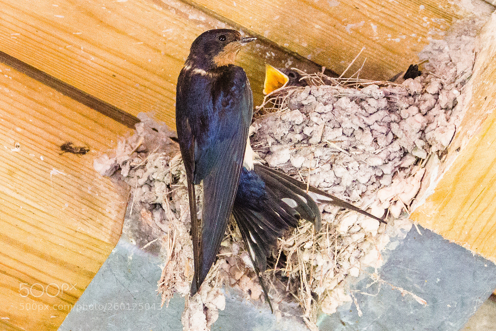 Canon EOS 60D sample photo. Barn swallow photography