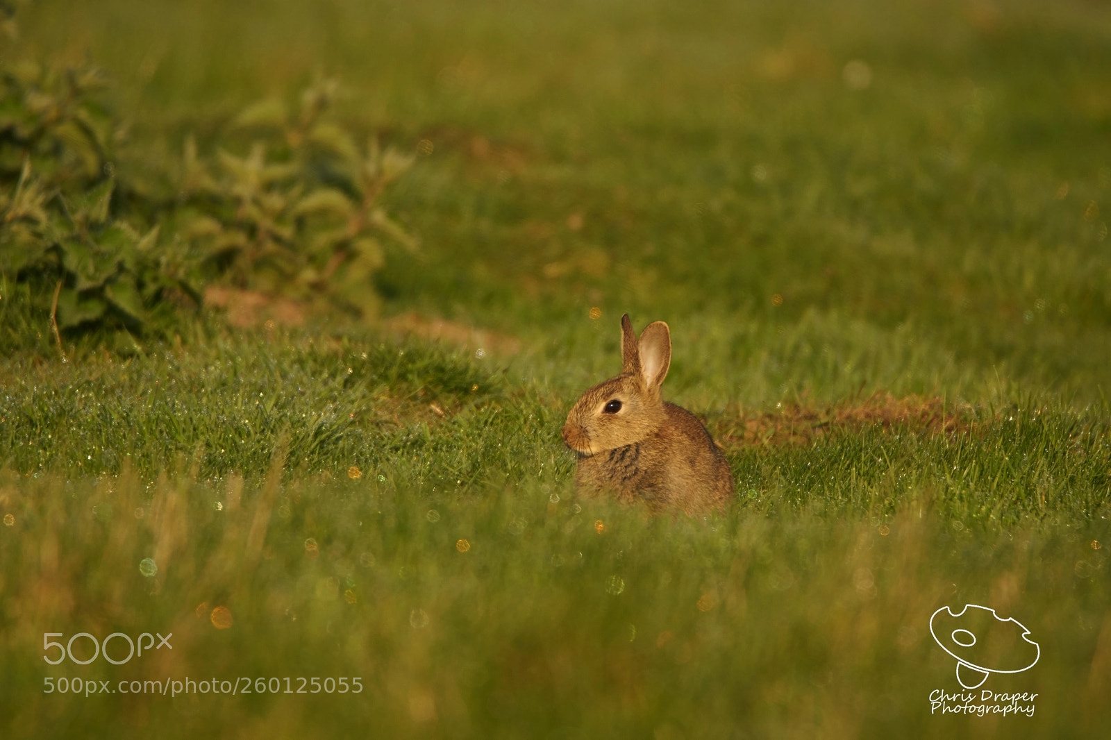 Sony ILCA-77M2 sample photo. Baby rabbit photography