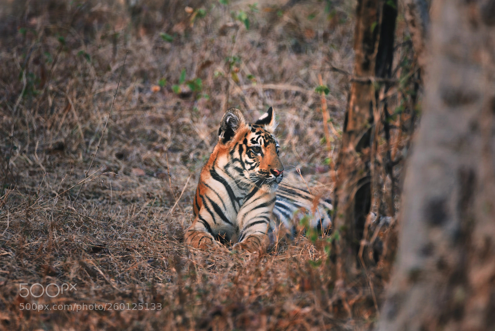 Nikon D610 sample photo. A young cub photography