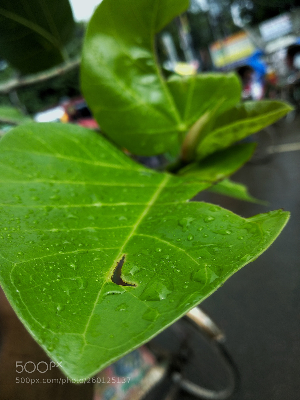 Xiaomi Mi A1 sample photo. Untitled photography