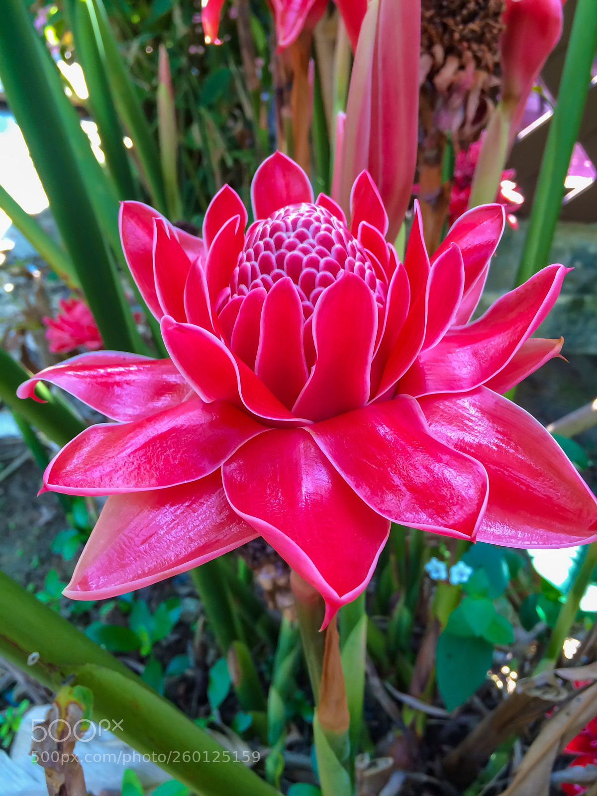 Apple iPhone 5s sample photo. Exotic flower photography