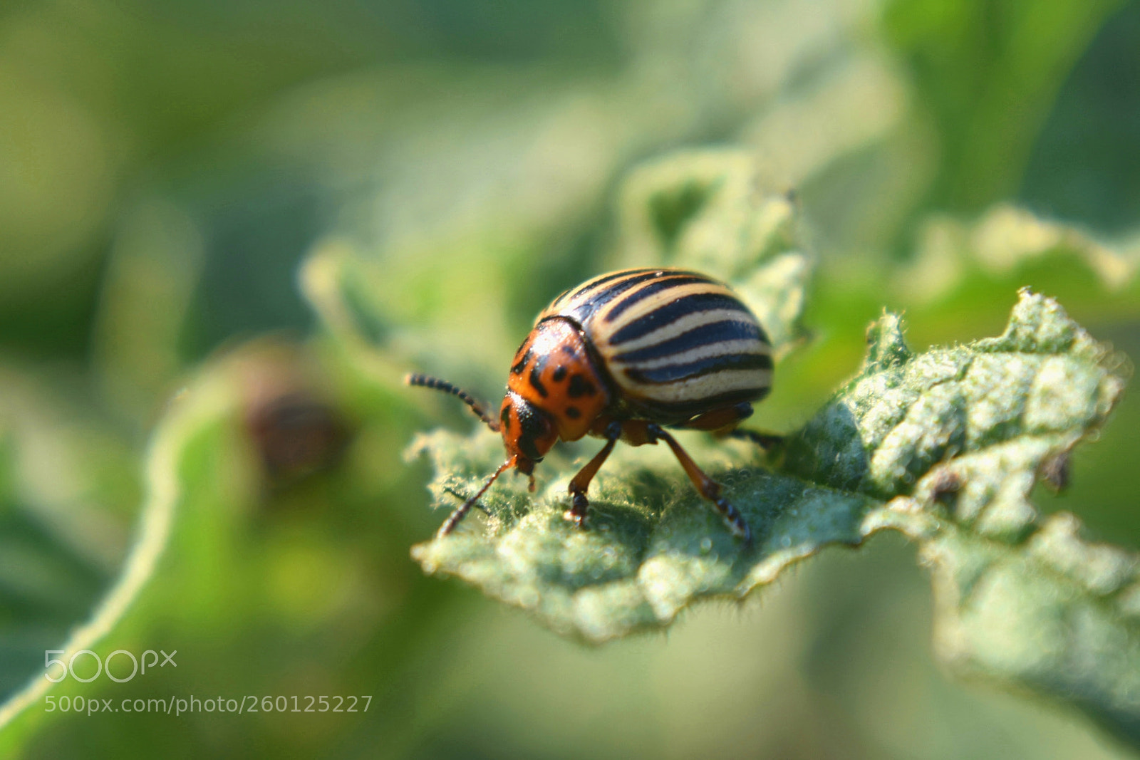 Nikon D3400 sample photo. Potato beetle photography