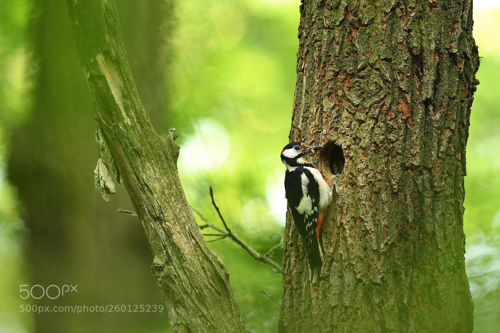 Nikon D500 sample photo. The great spotted woodpecker photography