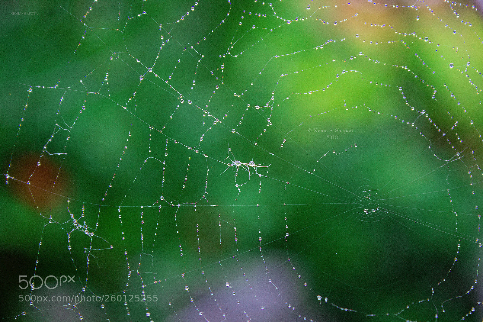 Canon EOS 1200D (EOS Rebel T5 / EOS Kiss X70 / EOS Hi) sample photo. Spiderweb photography