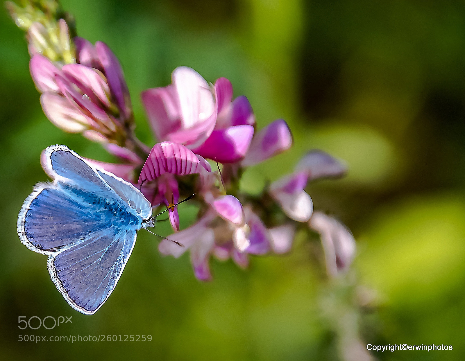 Nikon D750 sample photo. Bl uling auf lila photography