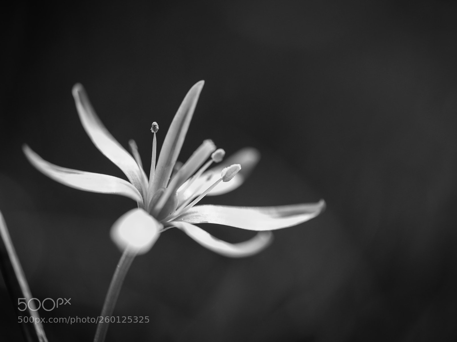 Fujifilm X-T2 sample photo. Flower photography