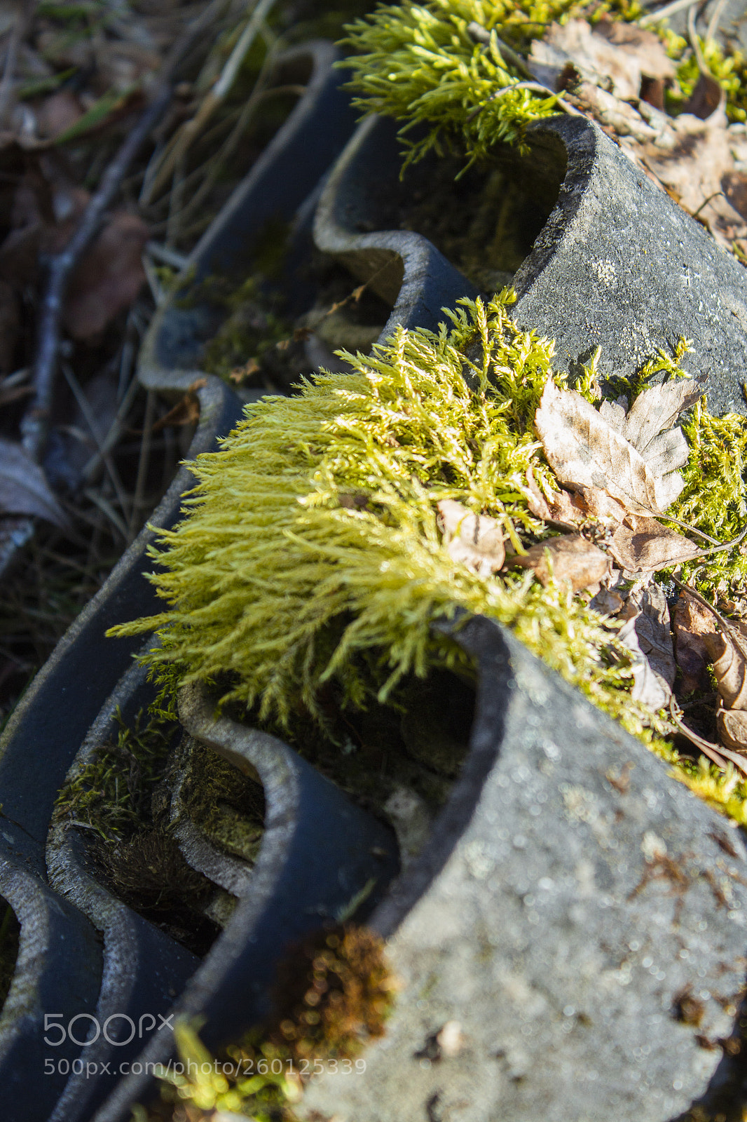 Canon EOS 700D (EOS Rebel T5i / EOS Kiss X7i) sample photo. Mysterious photography