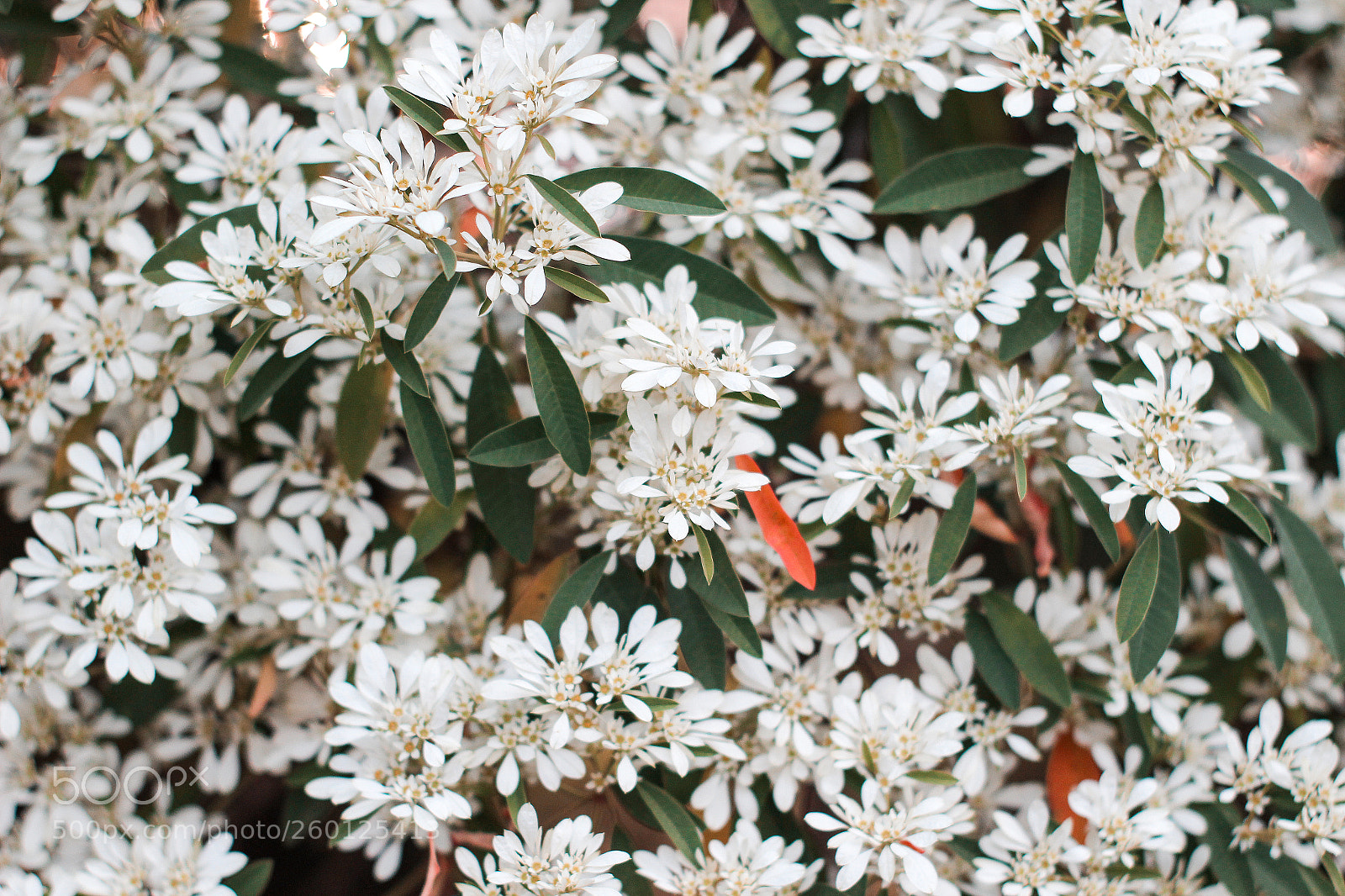 Canon EOS 600D (Rebel EOS T3i / EOS Kiss X5) sample photo. Flower photography