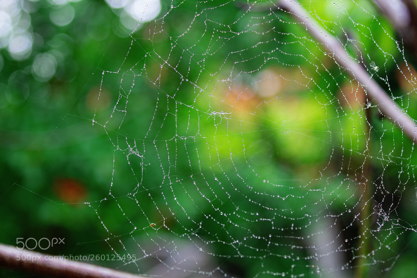 Canon EOS 1200D (EOS Rebel T5 / EOS Kiss X70 / EOS Hi) sample photo. Spiderweb photography