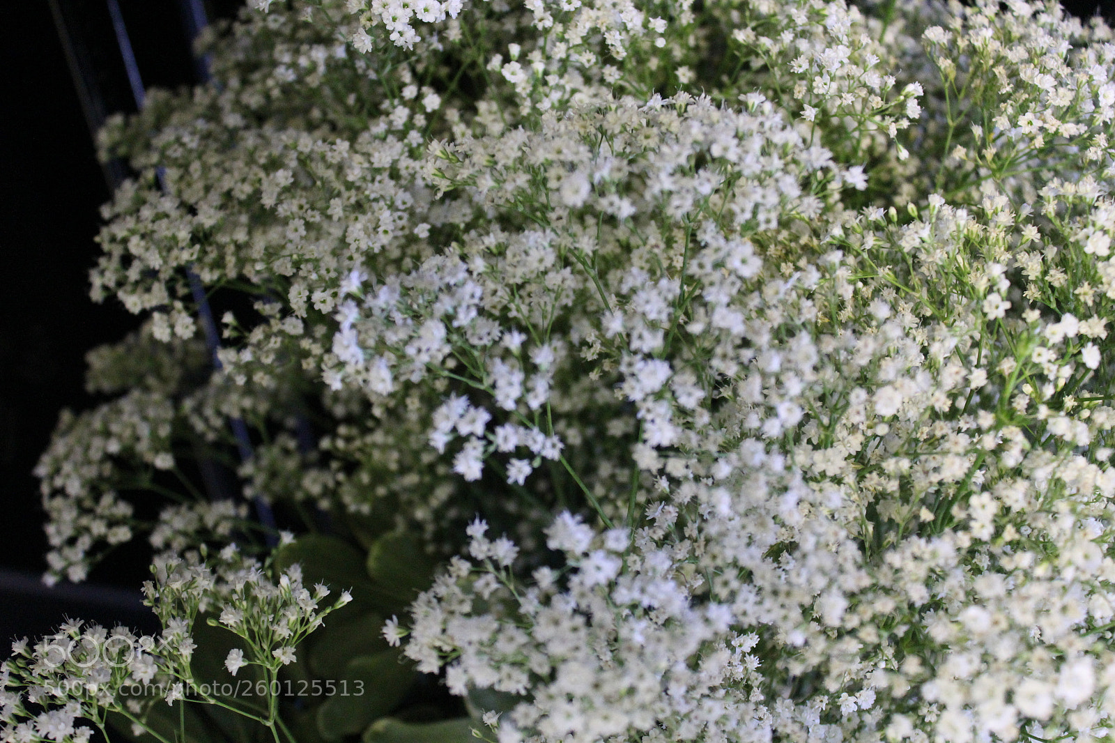 Canon EOS 1200D (EOS Rebel T5 / EOS Kiss X70 / EOS Hi) sample photo. Flowers photography