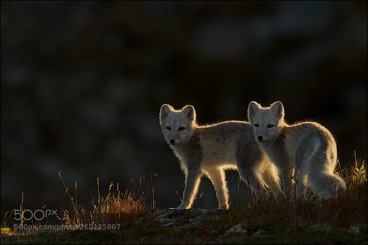 Nikon D4 sample photo. Polarfuchs photography