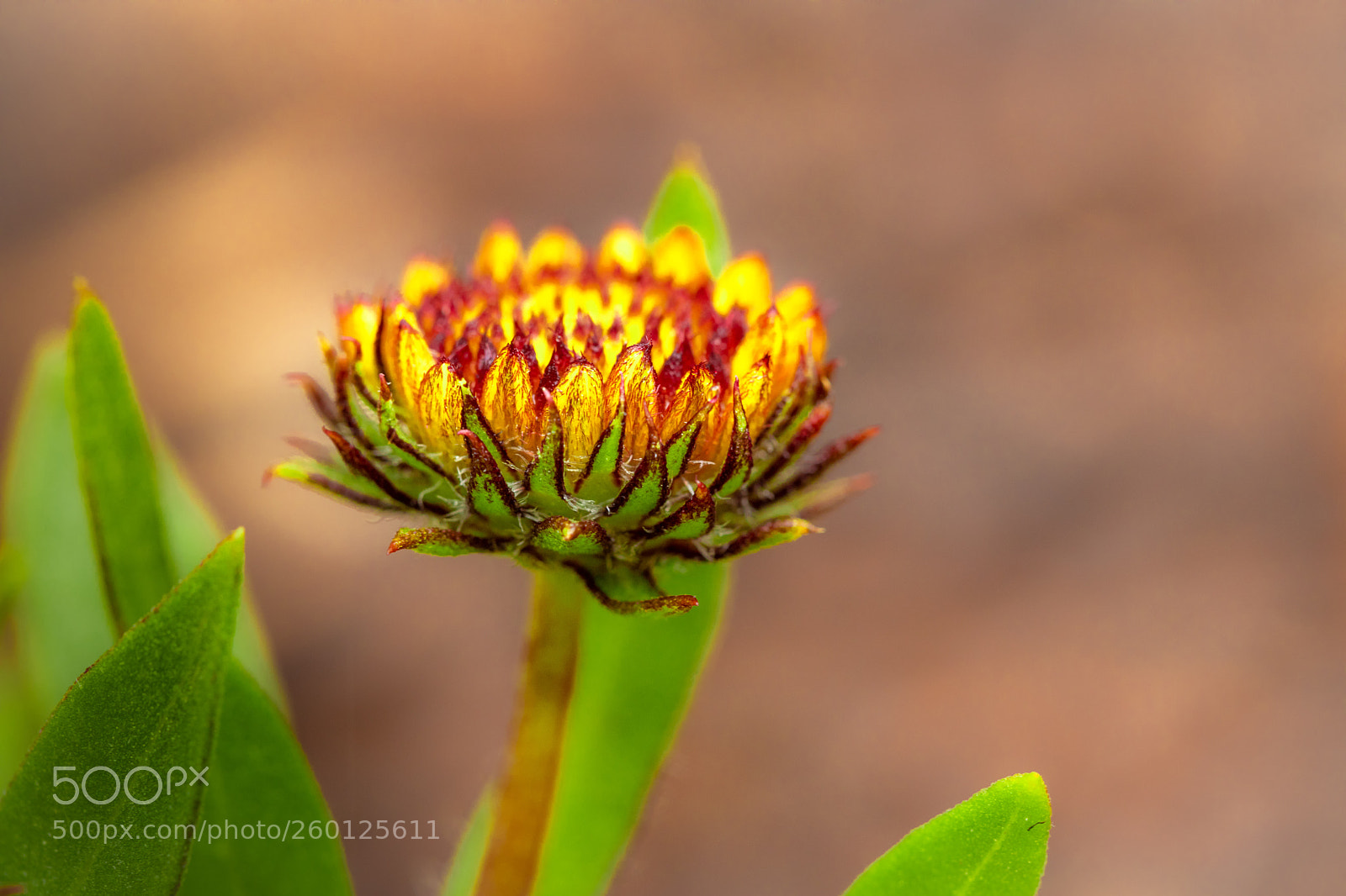 Canon EOS 5D Mark IV sample photo. Young & restless photography