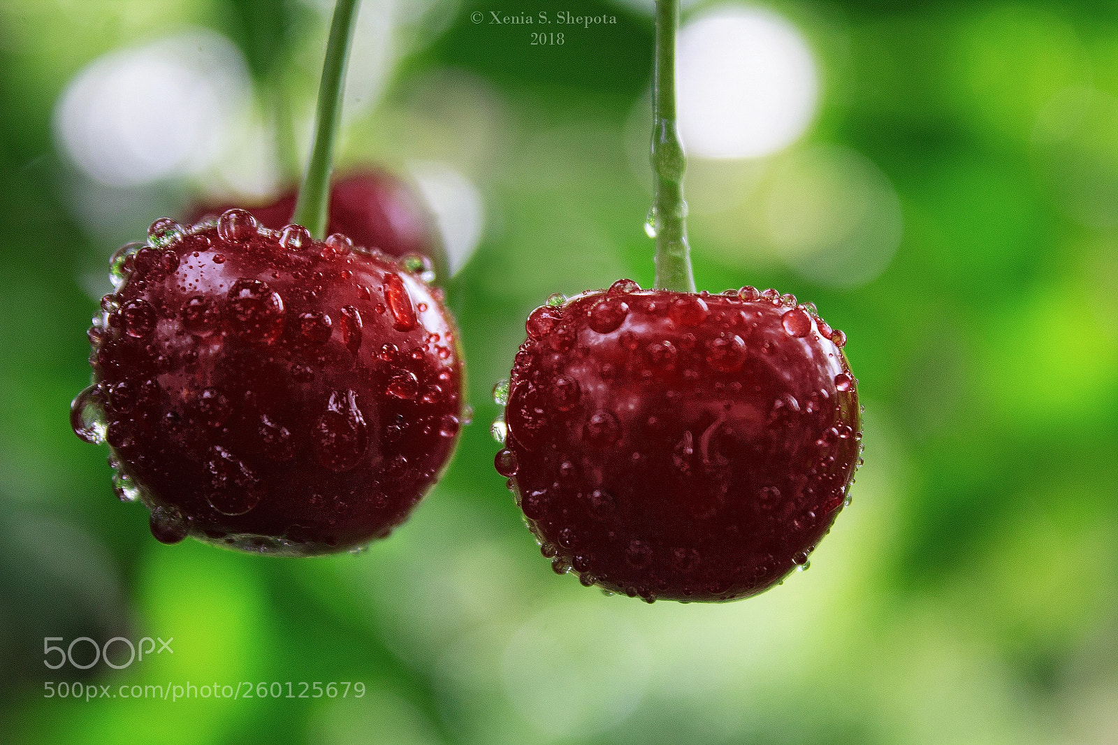 Canon EOS 1200D (EOS Rebel T5 / EOS Kiss X70 / EOS Hi) sample photo. Cherry in the rain photography