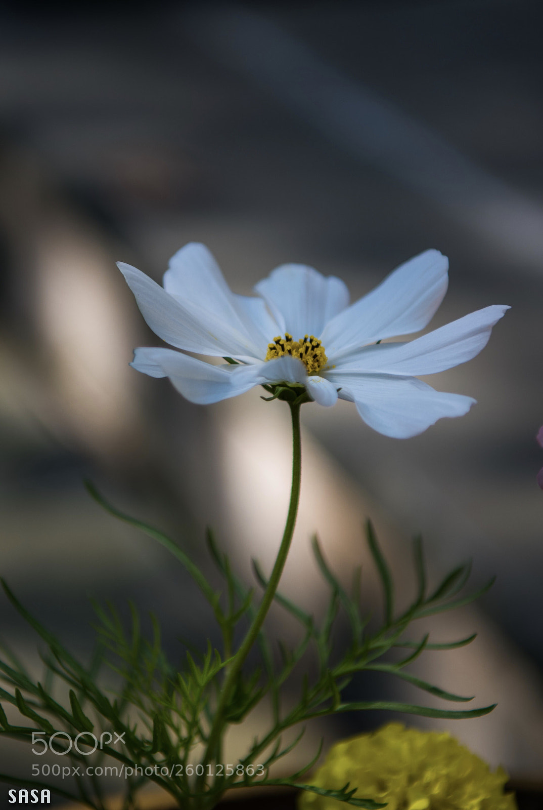 Nikon D850 sample photo. Flower photography