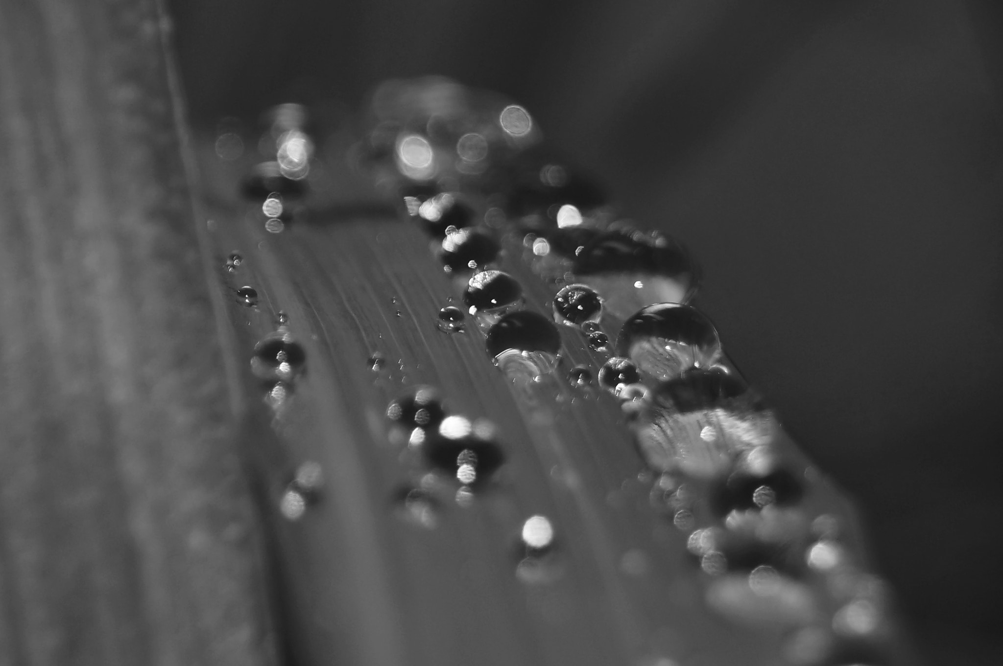 Sony SLT-A37 sample photo. Rain drops photography