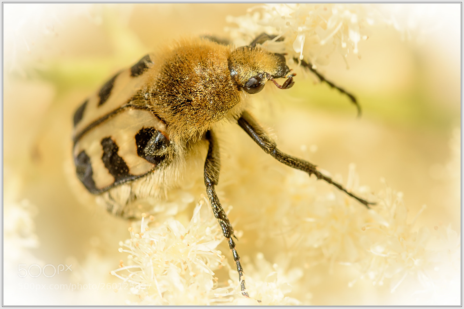 Nikon D750 sample photo. The gold-bug photography