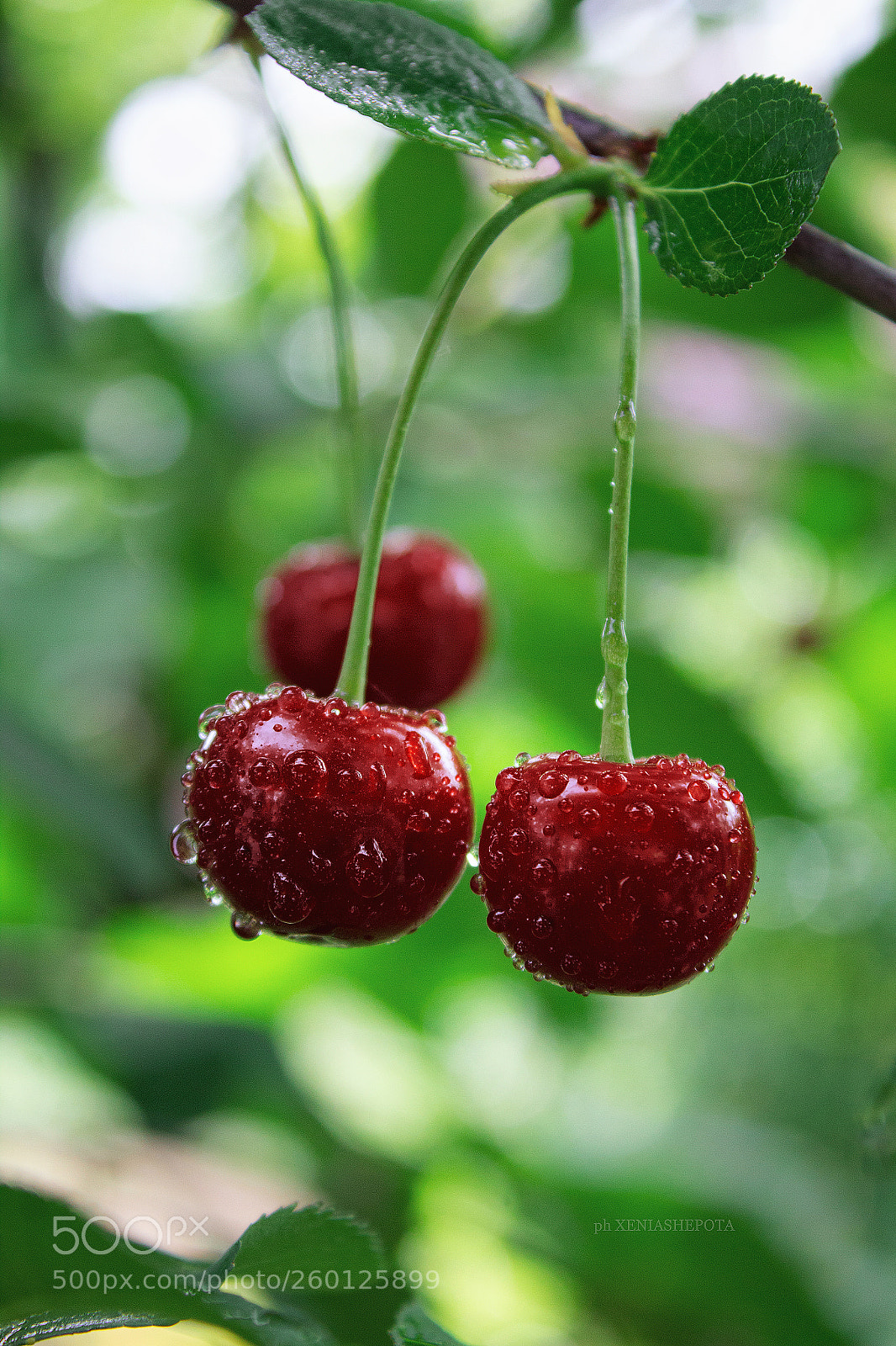 Canon EOS 1200D (EOS Rebel T5 / EOS Kiss X70 / EOS Hi) sample photo. Cherry in the rain photography