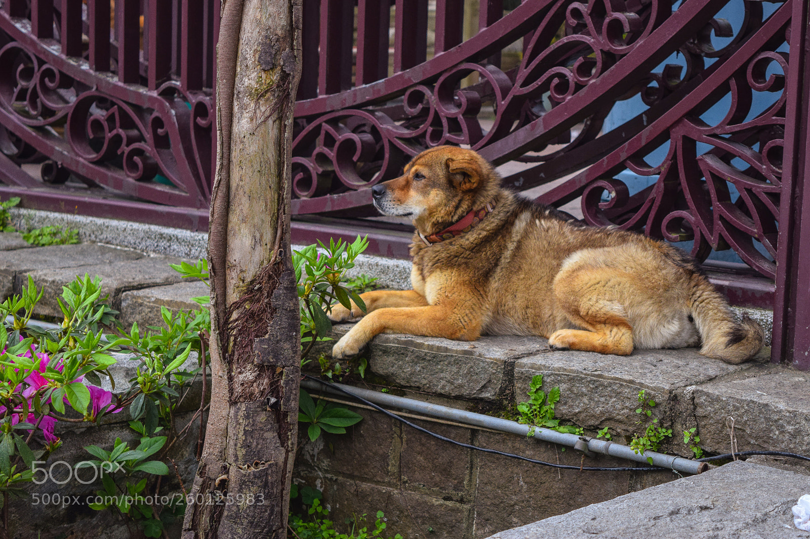 Nikon D5300 sample photo. Dog at tian tan photography