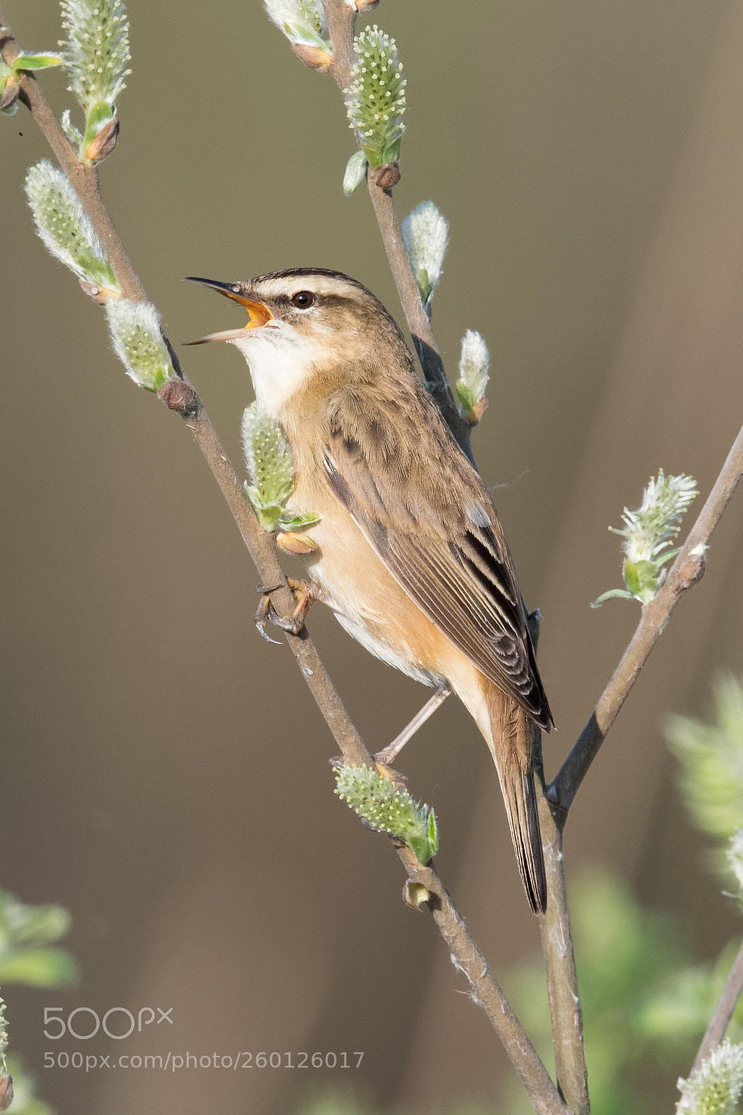 Nikon D500 sample photo. Sedge warbler photography