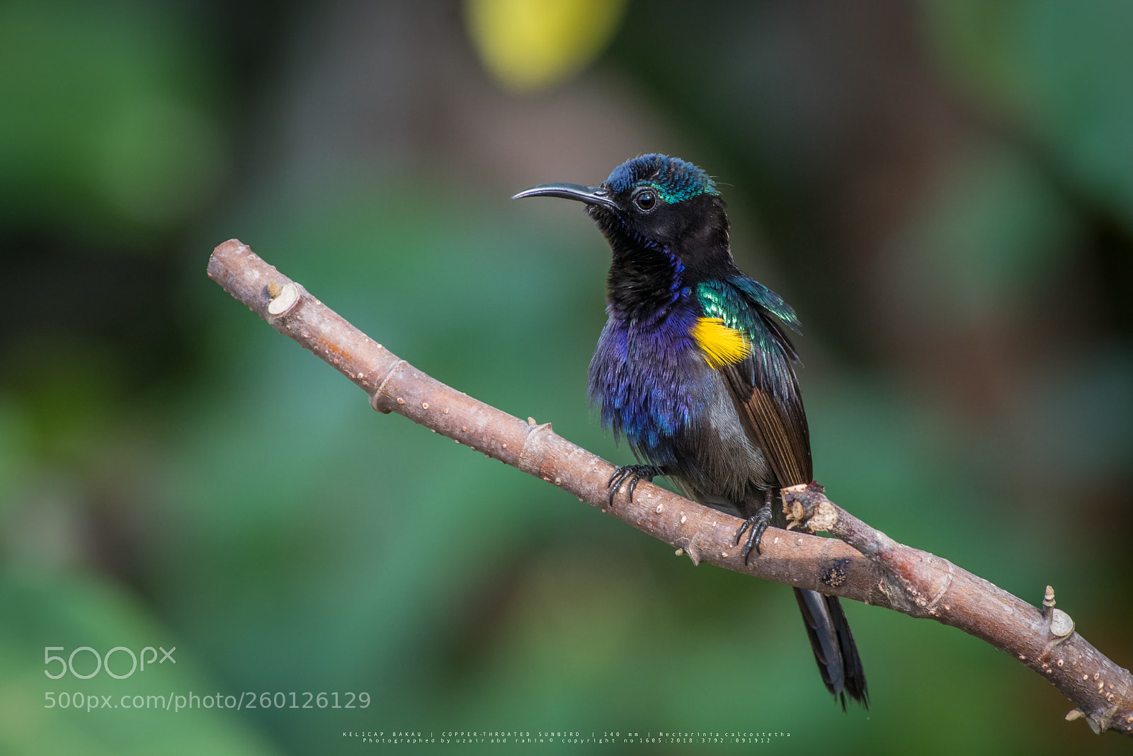 Nikon D810 sample photo. Male copper-throated sunbird photography