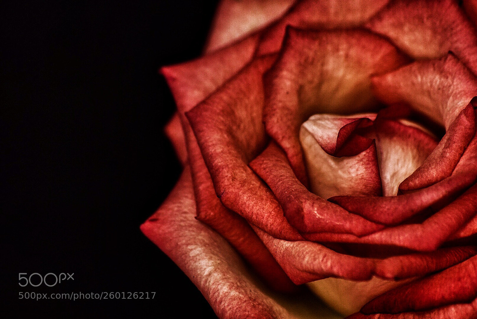 Sony ILCA-77M2 sample photo. Little rose photography