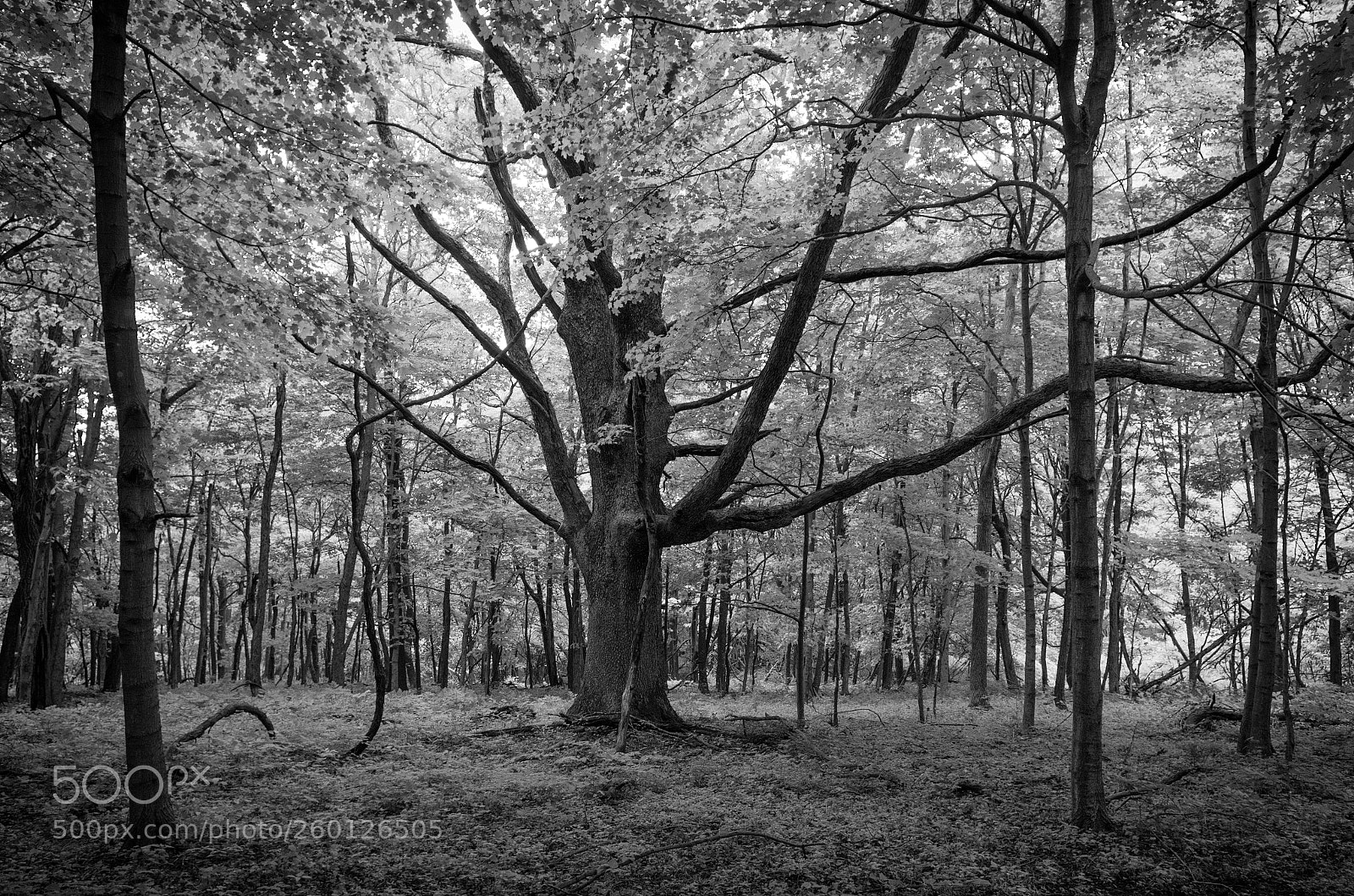 Pentax K-30 sample photo. Matriarch photography