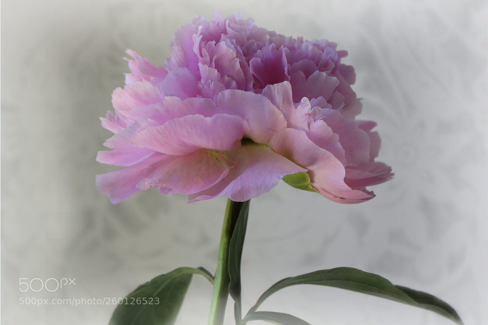 Canon EOS 77D (EOS 9000D / EOS 770D) sample photo. Pink peony photography