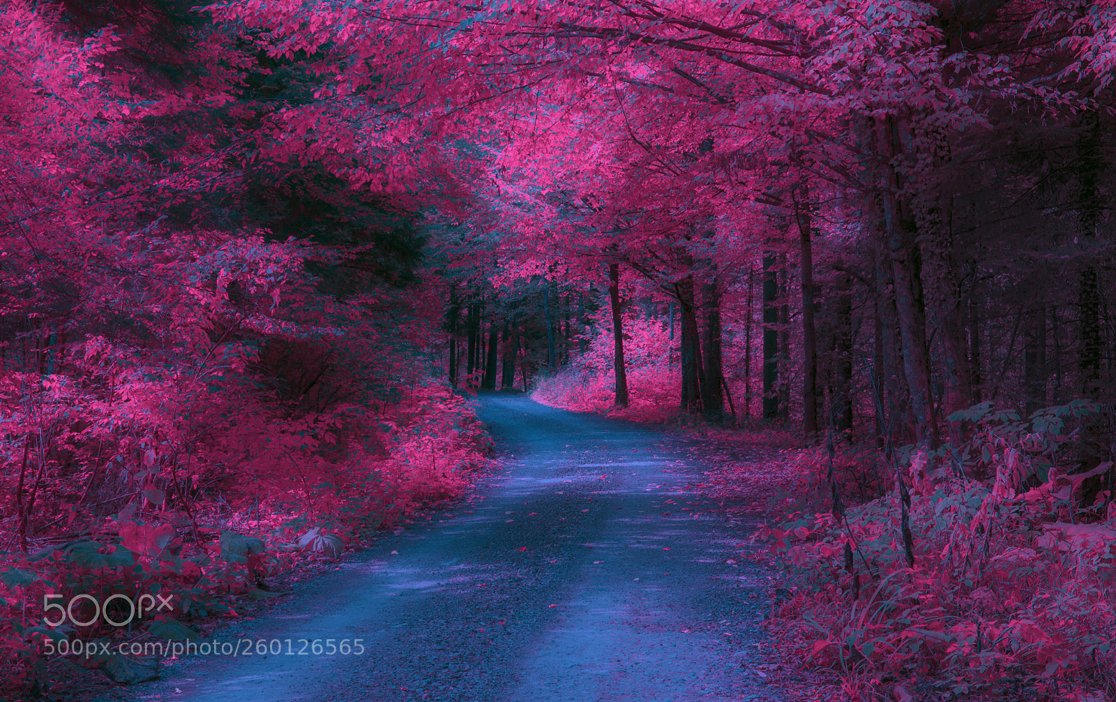 Nikon D610 sample photo. " blue path " photography