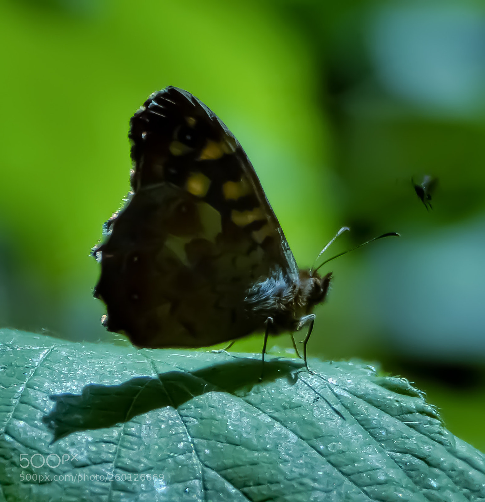 Nikon D3200 sample photo. Chat with little brother photography