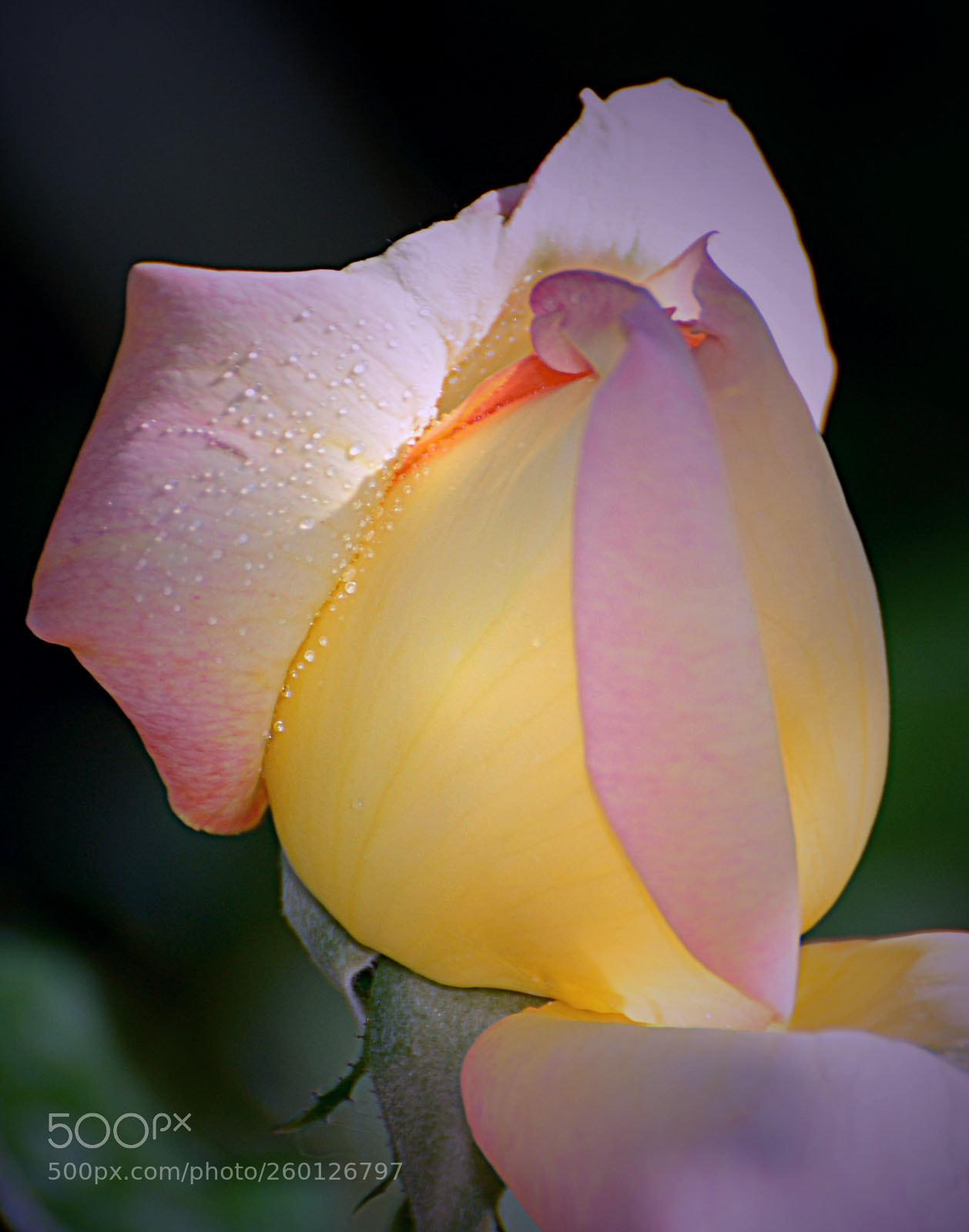 Nikon D7100 sample photo. Untitled photography