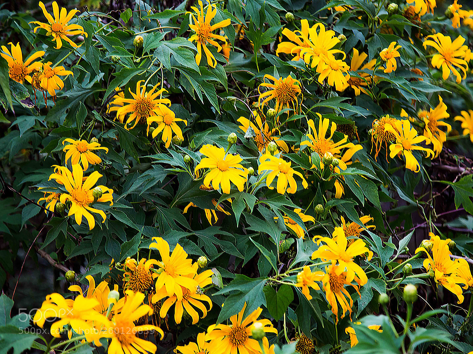 Canon EOS 6D sample photo. A treat to eyes photography