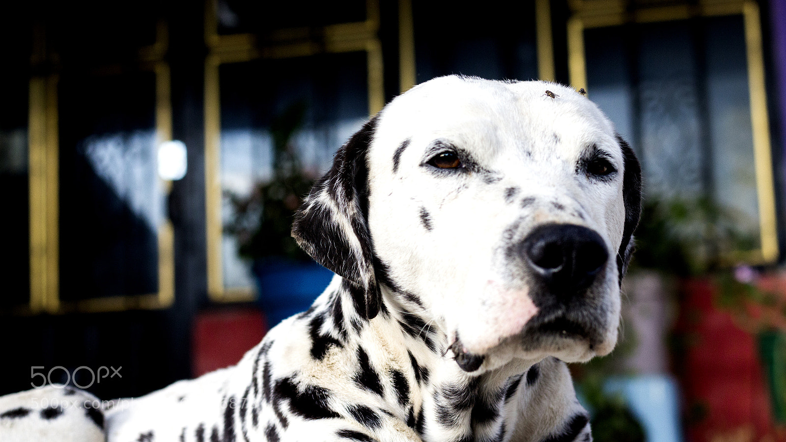 Canon EOS 700D (EOS Rebel T5i / EOS Kiss X7i) sample photo. Dalmatian dog photography