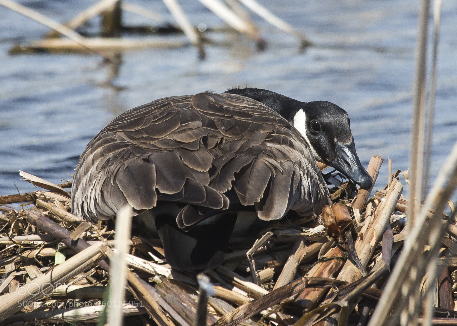 Canon EOS-1D X sample photo. Canada goose photography