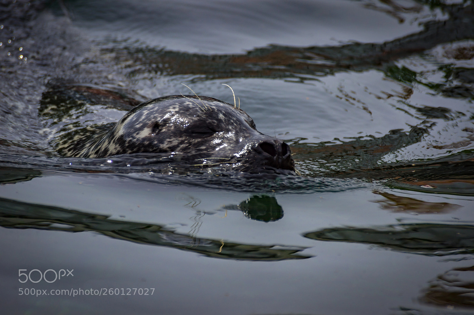 Sony SLT-A55 (SLT-A55V) sample photo. Swimming seal photography