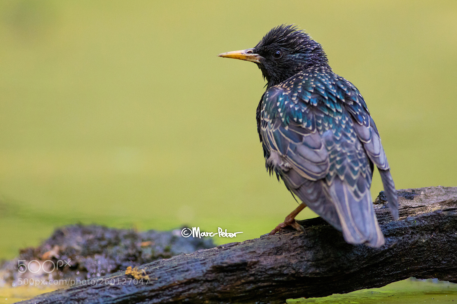 Canon EOS 5D Mark IV sample photo. Dry wet photography