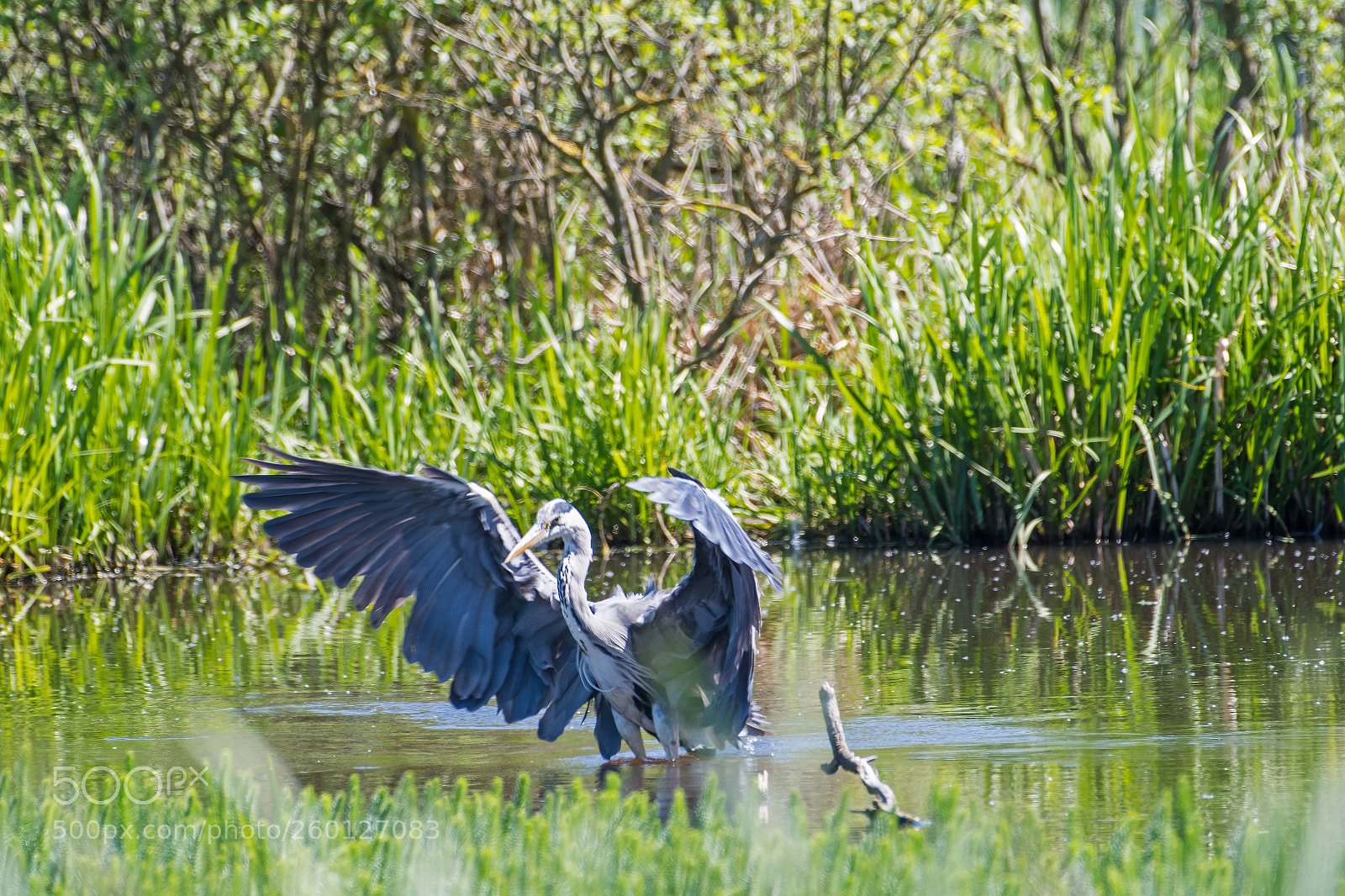 Nikon D500 sample photo. – who's next?! photography