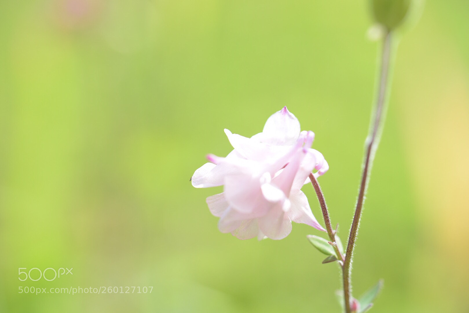 Nikon D750 sample photo. Blume oder unkraut photography