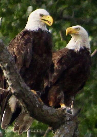 Canon EOS 50D sample photo. Bald eagle’s photography