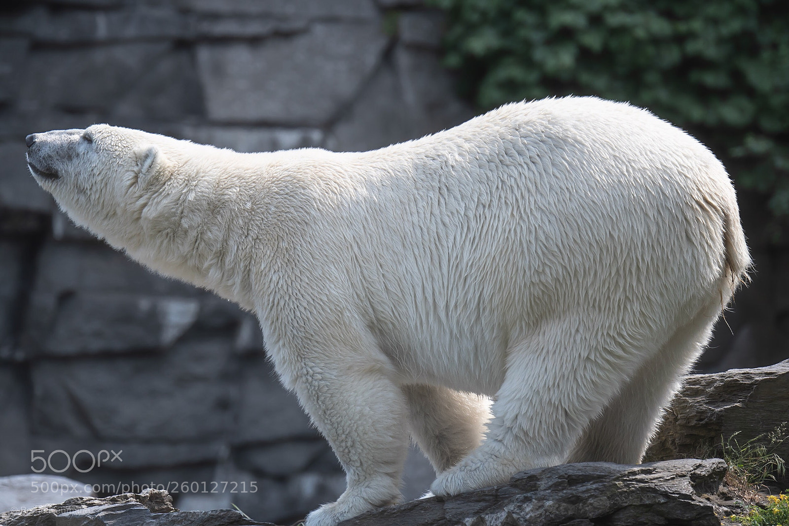 Nikon D750 sample photo. Eisbär photography
