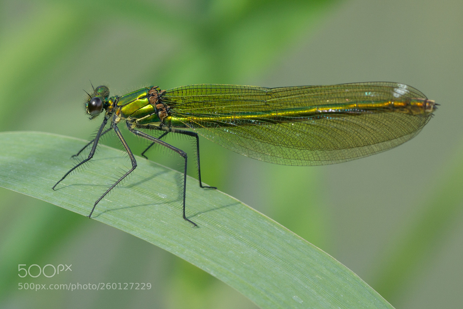 Sony a6000 sample photo. Golden dragonfly photography
