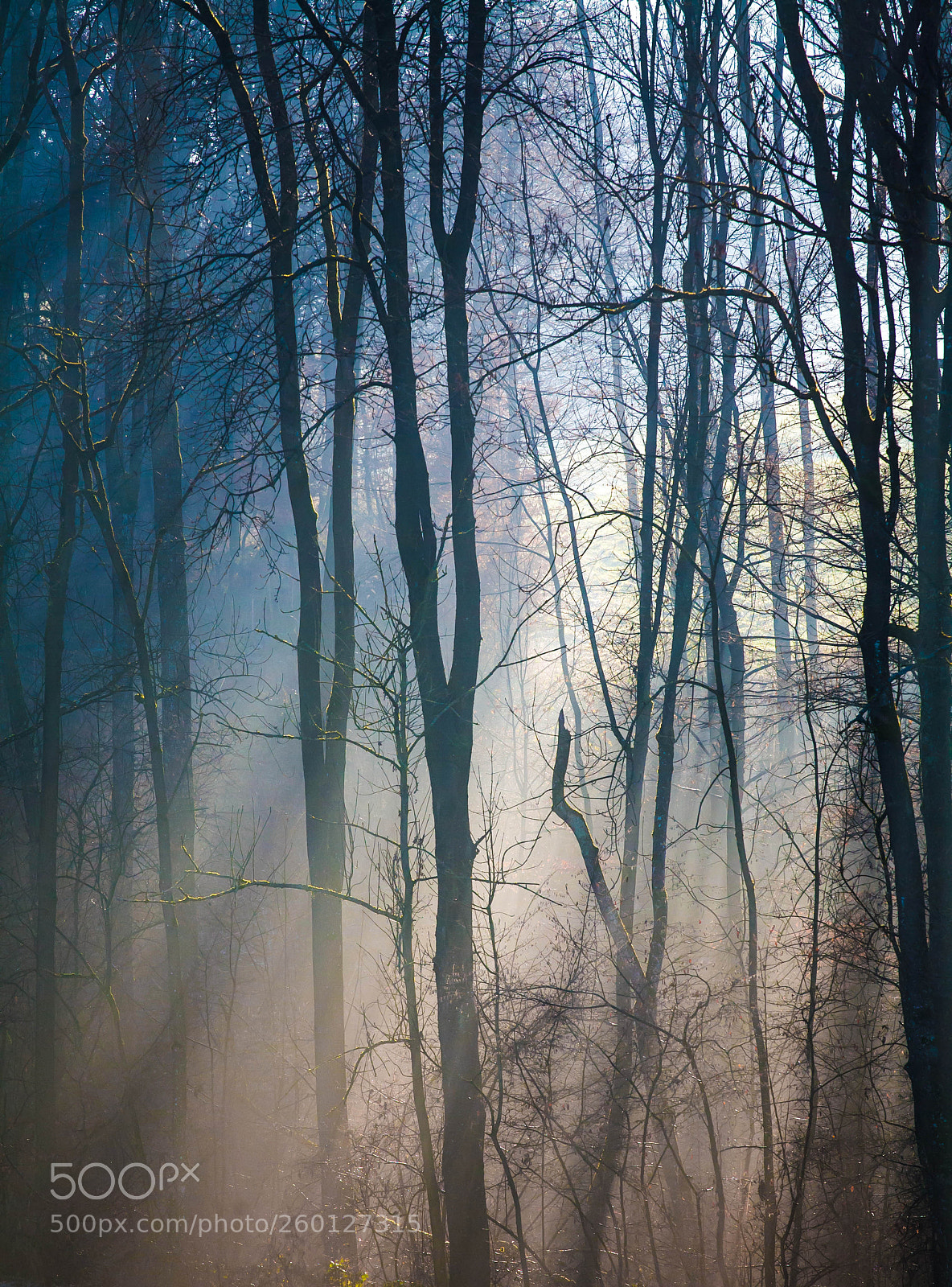 Canon EOS 5D sample photo. Through the trees photography