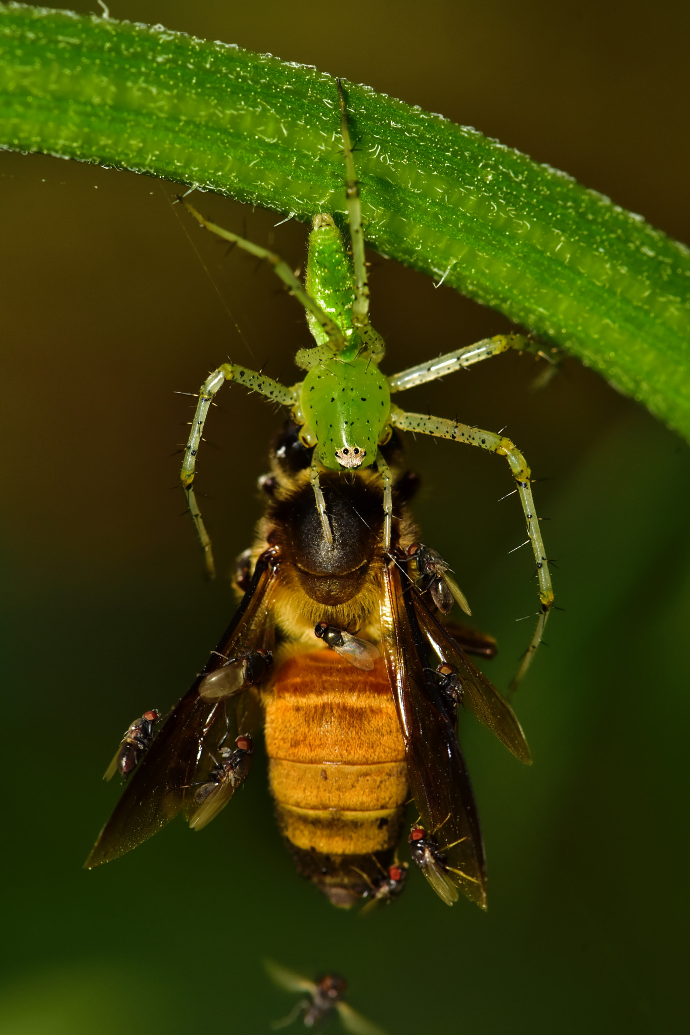 Nikon AF-S Micro-Nikkor 105mm F2.8G IF-ED VR sample photo