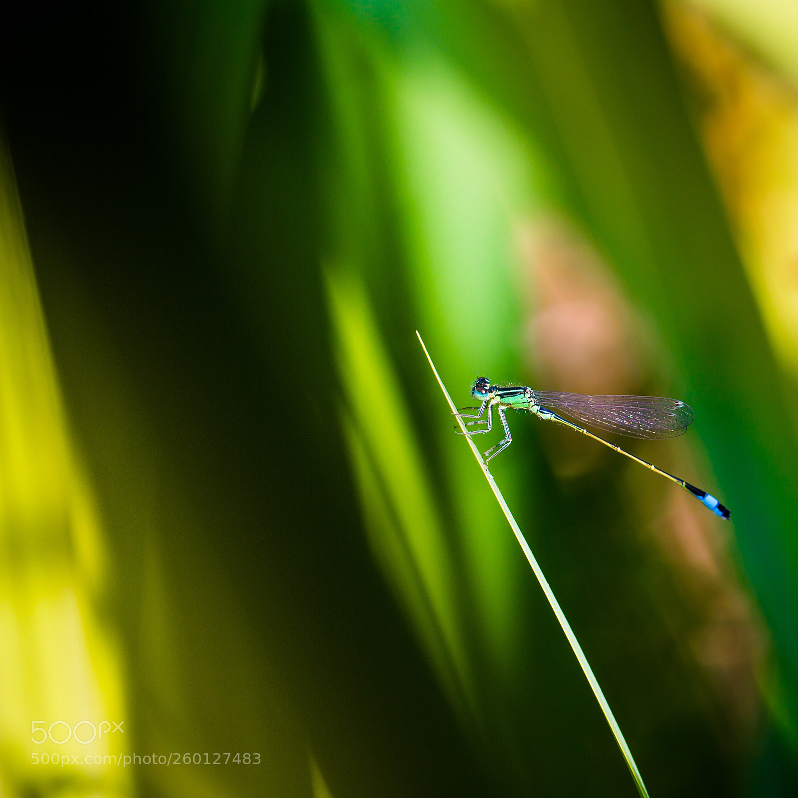 Canon EOS 6D sample photo. Nature photography