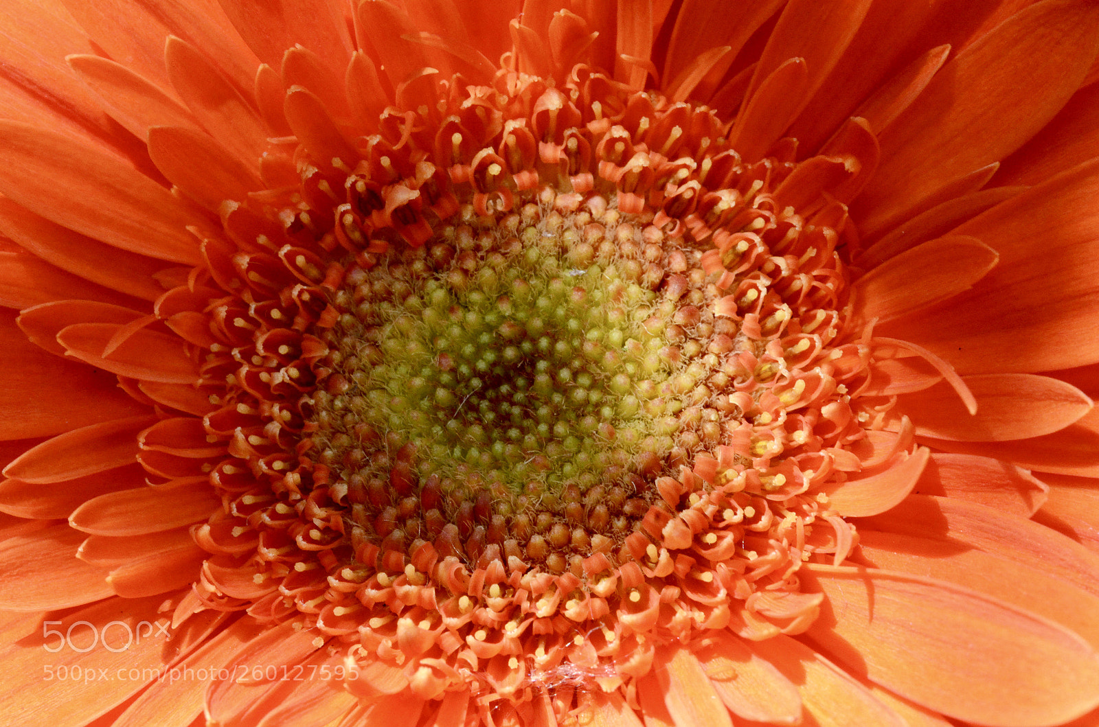 Nikon D7000 sample photo. Gerbera photography