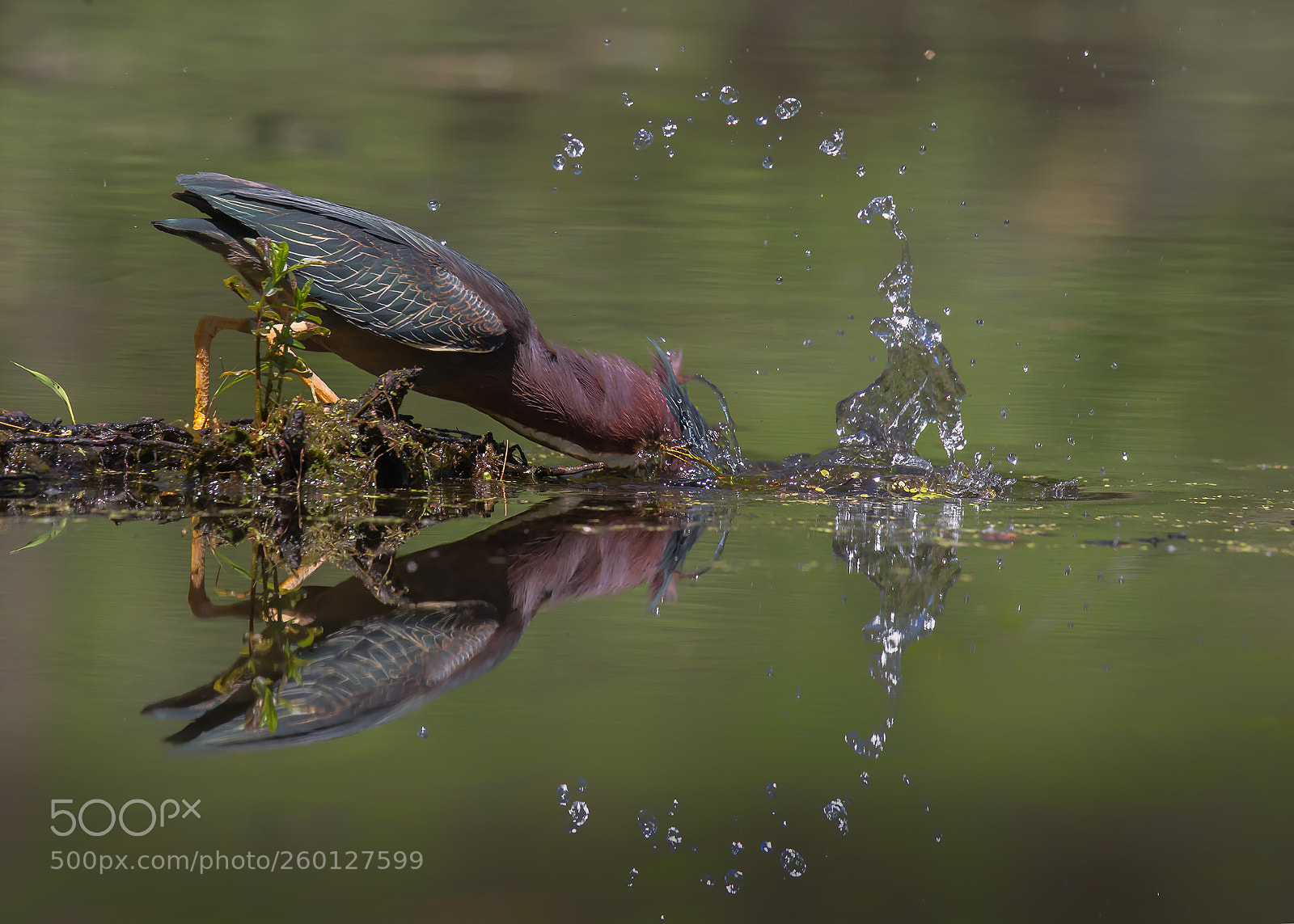Canon EOS 7D Mark II sample photo. Fishing photography