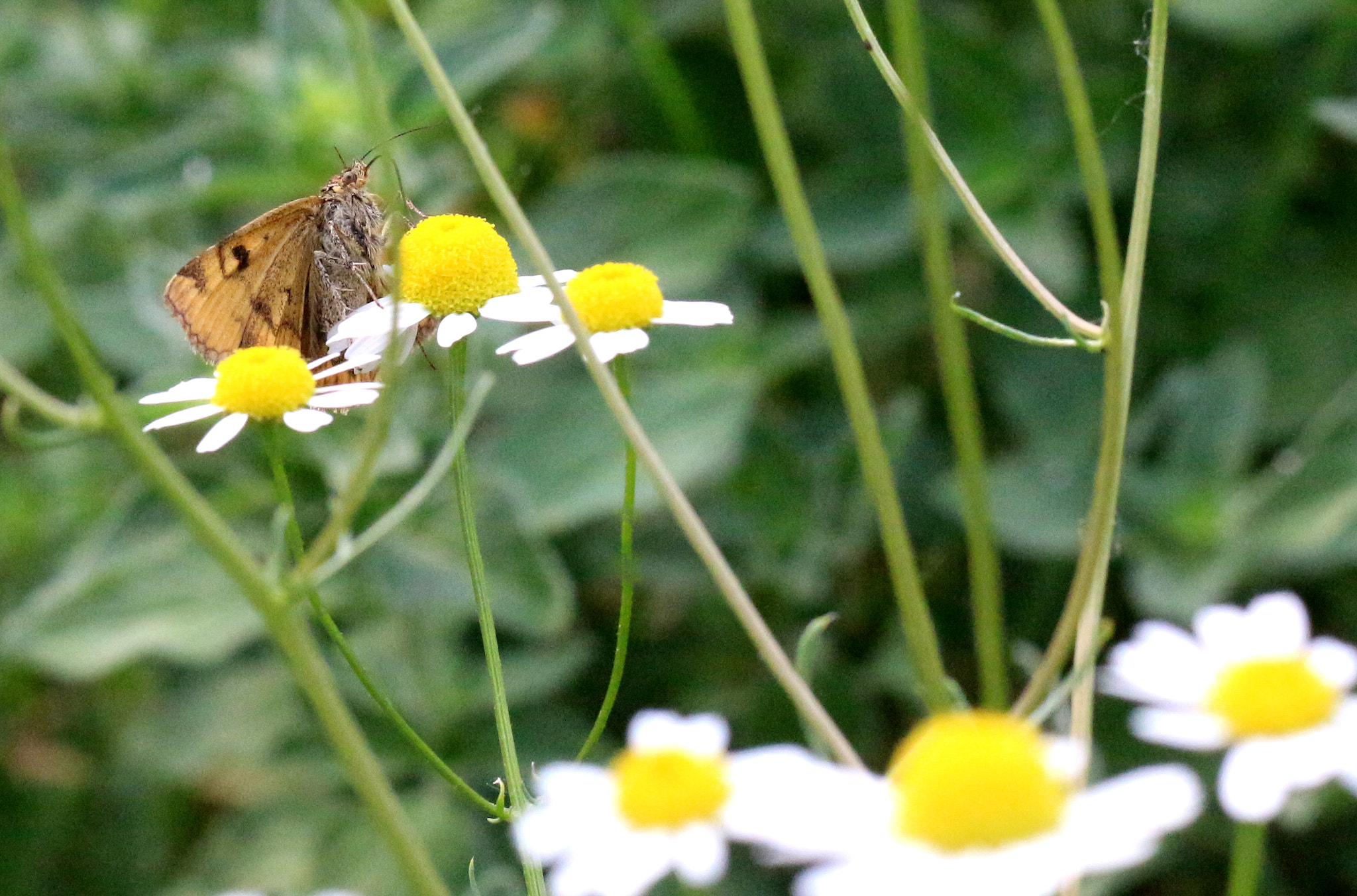 Canon EOS 100D (EOS Rebel SL1 / EOS Kiss X7) + Canon EF 50mm F1.8 STM sample photo. Lepidoptera with leucanthemum photography