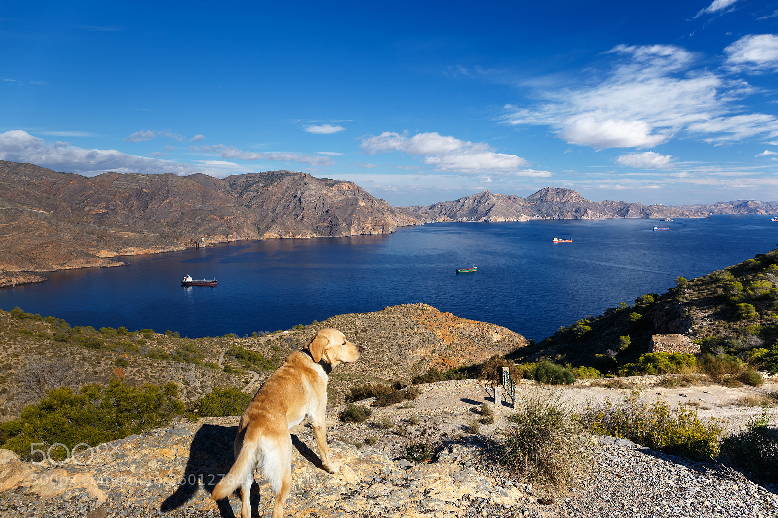 Canon EOS 6D sample photo. Dog watching the bay photography