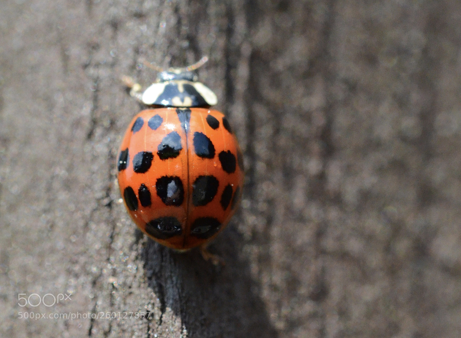 Nikon D7000 sample photo. Lady bug photography